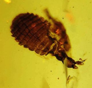 Cretaceous Unknown Strange Insect Maybe Burmite Myanmar Amber Fossil