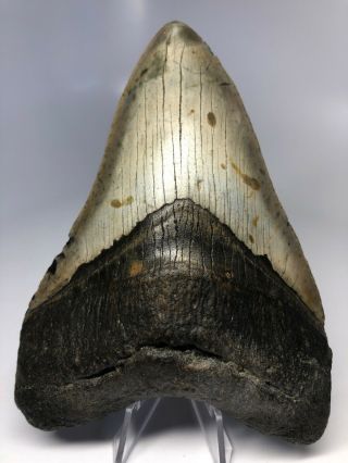 Megalodon Shark Tooth 5.  70” Huge - - Real Fossil 4071