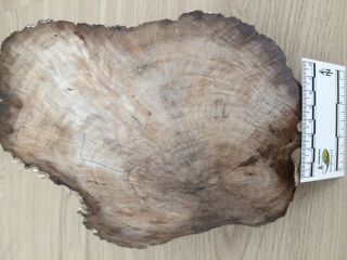 Unique Piece Of Petrified Wood From Aachen (germany),  Santonian Age.