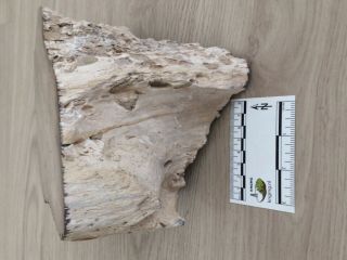 Unique piece of petrified wood from Aachen (Germany),  santonian age. 5