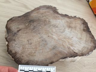 Unique piece of petrified wood from Aachen (Germany),  santonian age. 7