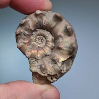 4,  3 cm (1,  7 in) Ammonite shell Quenstedtoceras jurassic pyrite Russia fossil 2