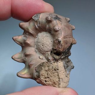 4,  3 cm (1,  7 in) Ammonite shell Quenstedtoceras jurassic pyrite Russia fossil 4