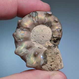 4,  3 cm (1,  7 in) Ammonite shell Quenstedtoceras jurassic pyrite Russia fossil 5
