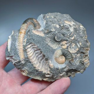 Ammonite Volgoceratoides Cluster Cretaceous Russia Russian Ammonit
