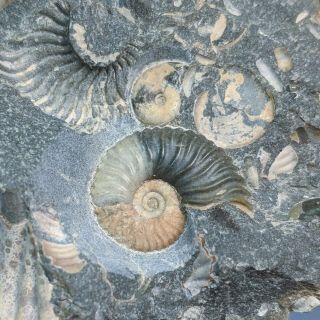 Ammonite Volgoceratoides cluster cretaceous Russia russian ammonit 2