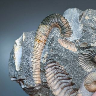 Ammonite Volgoceratoides cluster cretaceous Russia russian ammonit 4
