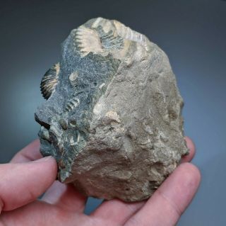 Ammonite Volgoceratoides cluster cretaceous Russia russian ammonit 5