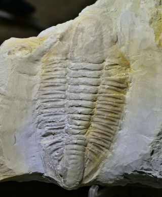 Ultra Rare 95mm Hongjungshoia Trilobite Fossil Early Cambrian,  Malong Biota