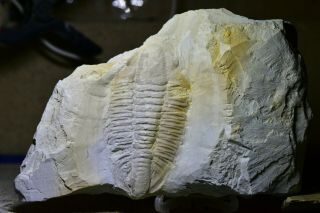 ULTRA Rare 95mm Hongjungshoia Trilobite Fossil Early Cambrian,  Malong Biota 2