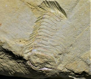 Ultra Rare Pseudoiulia Cambriensis Arthropod Early Cambrian Chengjiang Biota