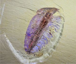 Museum Grade Misszhouia Fossil,  Great Legs Early Cambrian Chengjiang Biota