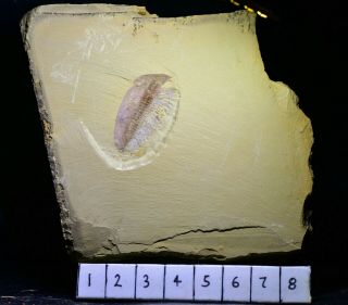 Museum Grade Misszhouia Fossil,  Great Legs Early Cambrian Chengjiang Biota 2
