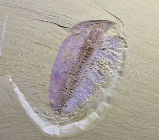 Museum Grade Misszhouia Fossil,  Great Legs Early Cambrian Chengjiang Biota 3