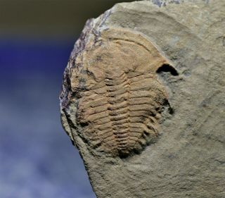 Rare Eofallotaspis " Archaeofallotaspis Type 1 " Earliest Us Trilobite,  Cambrian