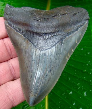 Megalodon Shark Tooth 4 In.  Real Fossil - Jaw - No Restorations