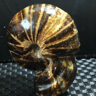511g Natural Ammonite Nautilus Shell Jurrassic Fossil Specimen Madagascar