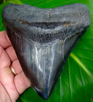 Megalodon Shark Tooth 4 & 1/2 In.  Real Fossil Sharks Teeth - No Restorations