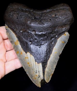 Megalodon Shark Tooth 5.  30 " Extinct Fossil Authentic Not Restored (cg4 - 64)