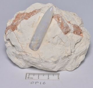 Opal Belemnite Fossil In Matrix,  Coober Pedy,  Australia Op16