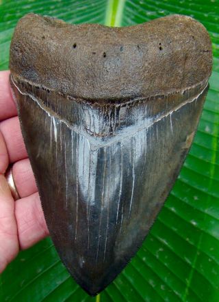 Megalodon Shark Tooth Almost 5 In.  - Serrated Real - No Restorations