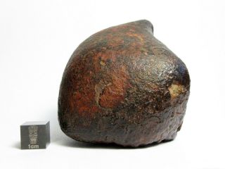 NWA x Meteorite 376.  98g Colossal Chondrite with Character 2