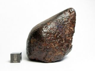 NWA x Meteorite 376.  98g Colossal Chondrite with Character 3
