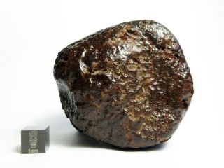 NWA x Meteorite 376.  98g Colossal Chondrite with Character 5