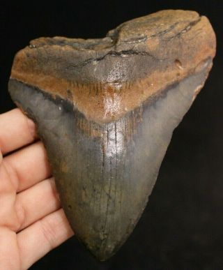 Megalodon Shark Tooth 5.  16 " Extinct Fossil Authentic Not Restored (cg11 - 58)