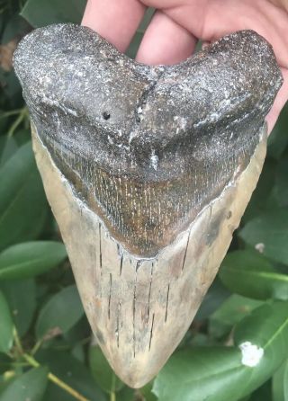 Huge Colorful Heavy 5.  85 " Megalodon Tooth Fossil Shark Teeth