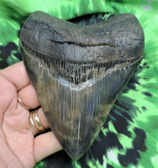 Megalodon Sharks Tooth 4 7/8  Inch Fossil Sharks Tooth Teeth