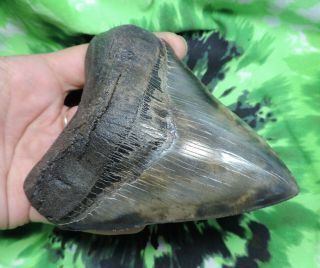 Megalodon Sharks Tooth 4 7/8  inch fossil sharks tooth teeth 2