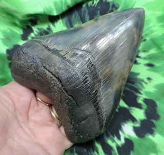 Megalodon Sharks Tooth 4 7/8  inch fossil sharks tooth teeth 3