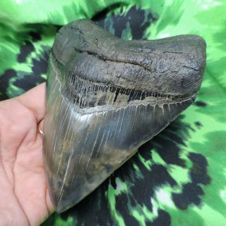 Megalodon Sharks Tooth 4 7/8  inch fossil sharks tooth teeth 4