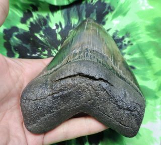 Megalodon Sharks Tooth 4 7/8  inch fossil sharks tooth teeth 5