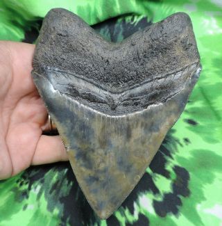 Megalodon Sharks Tooth 4 7/8  inch fossil sharks tooth teeth 6