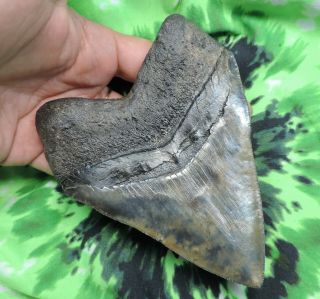 Megalodon Sharks Tooth 4 7/8  inch fossil sharks tooth teeth 7