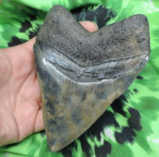 Megalodon Sharks Tooth 4 7/8  inch fossil sharks tooth teeth 8