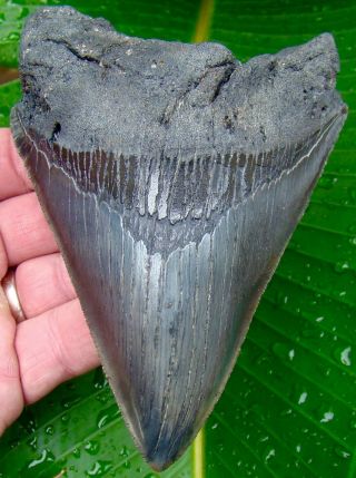 Megalodon Shark Tooth - Over 5 & 1/8 In.  - Real Fossil - No Restorations