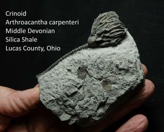 Devonian Pyrite Crinoid From Sylvania,  Ohio Gracefully Positioned On Matrix Edge
