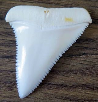 1.  794 " Upper Nature Modern Great White Shark Tooth (teeth)