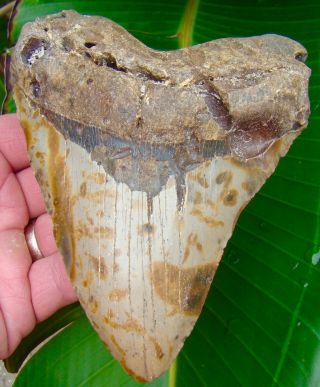 Megalodon Shark Tooth - 5 & 7/16 In.  Huge Size - Real Fossil - No Restorations