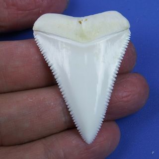1.  791  Modern Principle Great White Shark Tooth Megalodon Sharks Movie Fan Gt72