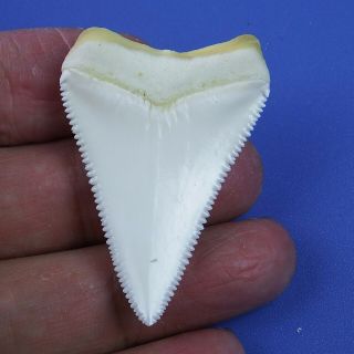 1.  791  Modern Principle Great White Shark Tooth Megalodon Sharks Movie Fan GT72 2