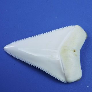 1.  791  Modern Principle Great White Shark Tooth Megalodon Sharks Movie Fan GT72 4