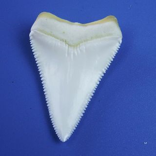 1.  791  Modern Principle Great White Shark Tooth Megalodon Sharks Movie Fan GT72 5