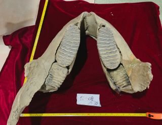Te408 Pleistocene Whole Baby Tooth Jaw Bone Fossil Molar Teeth Dye Mammoth Hair