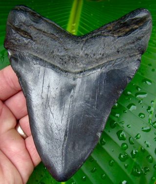 Megalodon Shark Tooth - 5 & 1/8 in.  - JET BLACK - REAL FOSSIL - NO RESTORATIONS 2