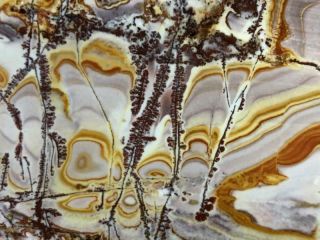 Z Sonoran Dendritic Rhyolite Faced Rough 8 Lbs