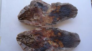 40 cm GIANT COELACANTH fish fossil Trias 250 mio Madagascar (CO - 30 / 2045) 2